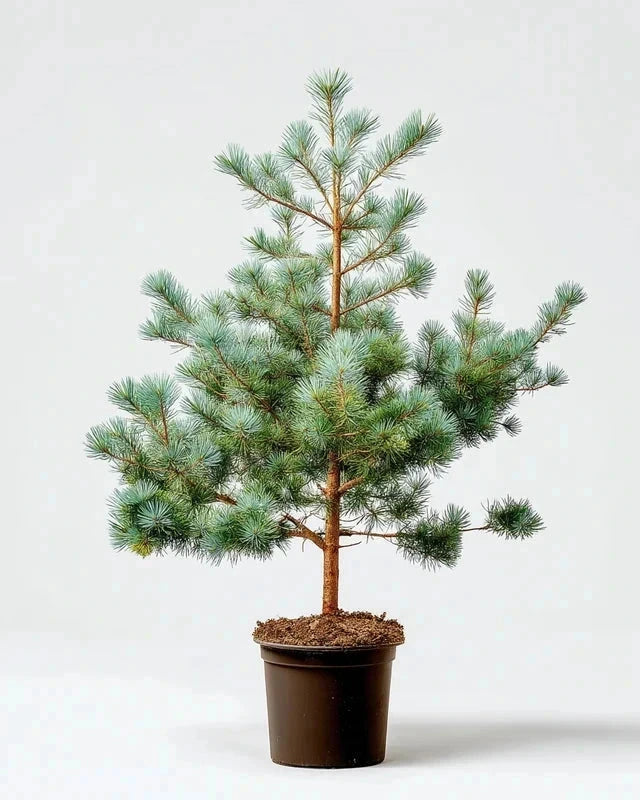 Pin sylvestre - H.150/175cm - Pot de 20 litres