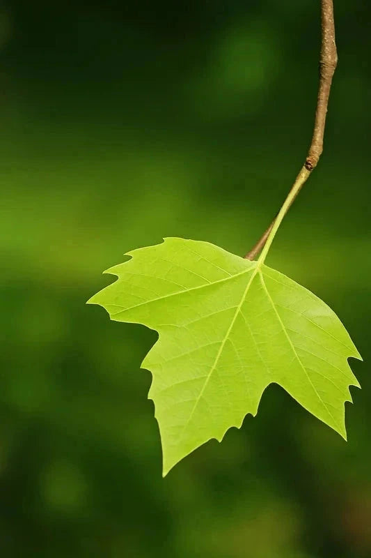 Platane à feuilles d'érable - H.175/200cm - Baliveau - Pot de 15 litres - Image 3