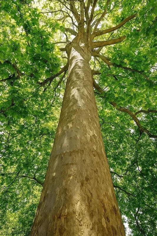 Platane à feuilles d'érable - Tige 8/10cm - H.250/300cm - Racines nues - Image 2