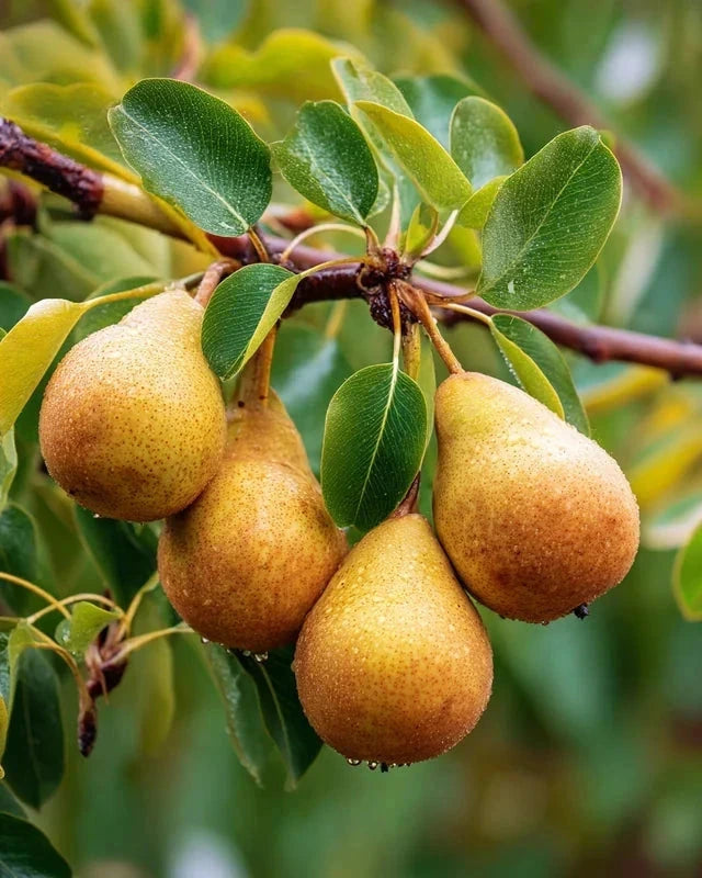 Poirier 'Beurre hardy' - 1/2 tige - H.175/200cm - Pot de 12 litres - Image 1