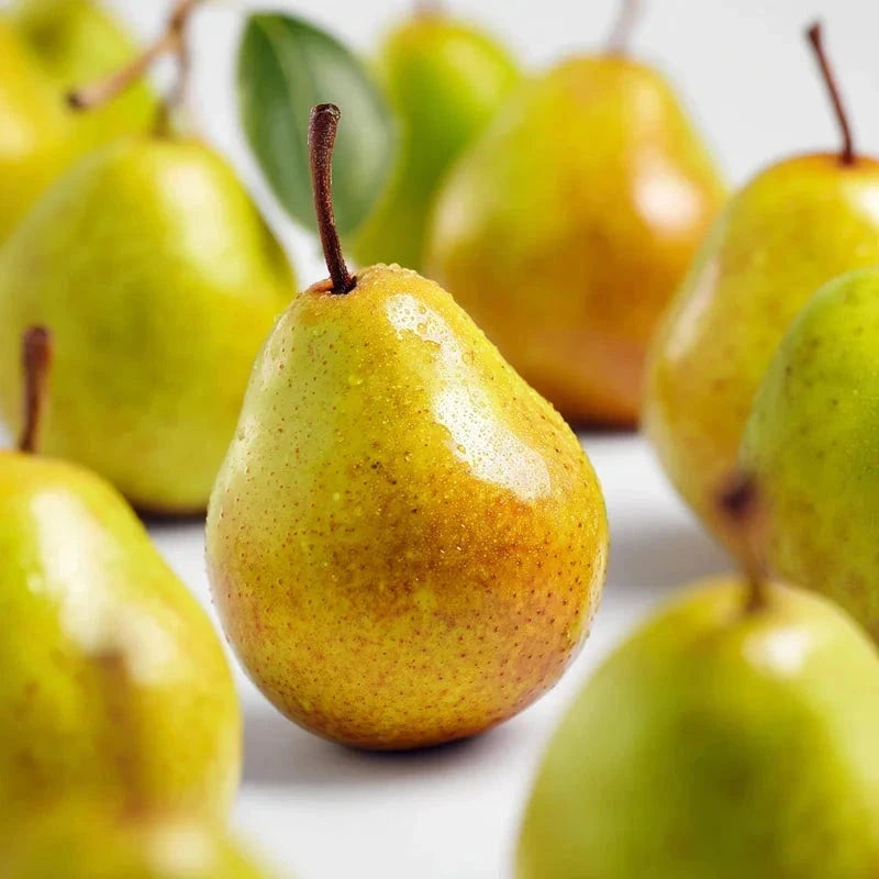 Poirier 'Beurre hardy' - 1/2 tige - H.175/200cm - Pot de 12 litres - Image 2