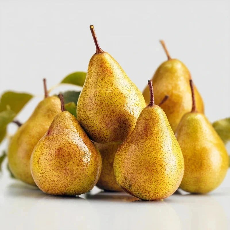 Poirier 'Beurre hardy' - 1/2 tige - H.175/200cm - Pot de 12 litres - Image 3