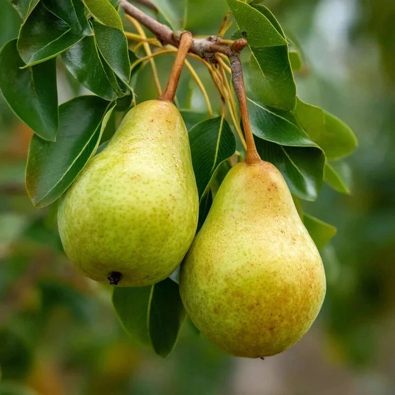 Poirier 'Bon Chrétien Williams' - 1/2 tige - H.175/200cm - Pot de 12 litres