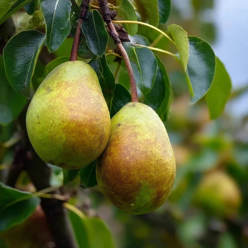 Poirier 'Comtesse de Paris' - Gobelet - H.125/150 cm - Pot de 12 litres - Image 4