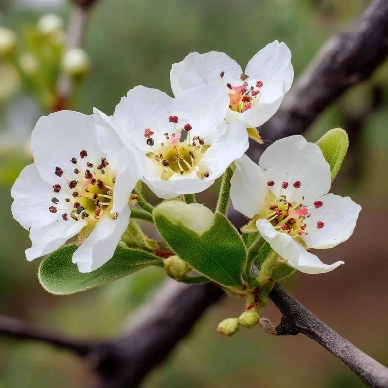 Poirier 'Comtesse de Paris' - Gobelet - H.125/150 cm - Pot de 12 litres - Image 5