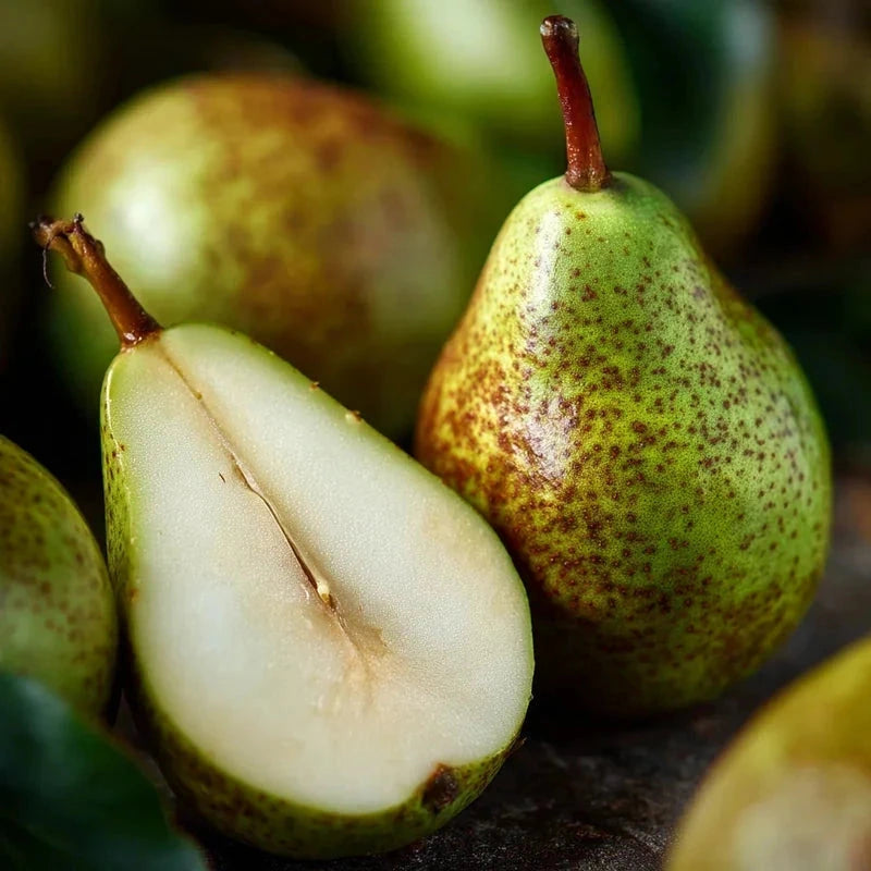 Poirier 'Delbard délice' - 1/2 tige - H.175/200cm - Pot de 15 litres