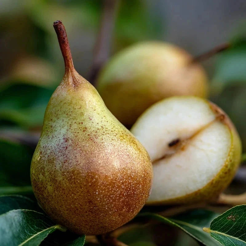 Poirier 'Delbard délice' - 1/2 tige - H.175/200cm - Pot de 15 litres - Image 2