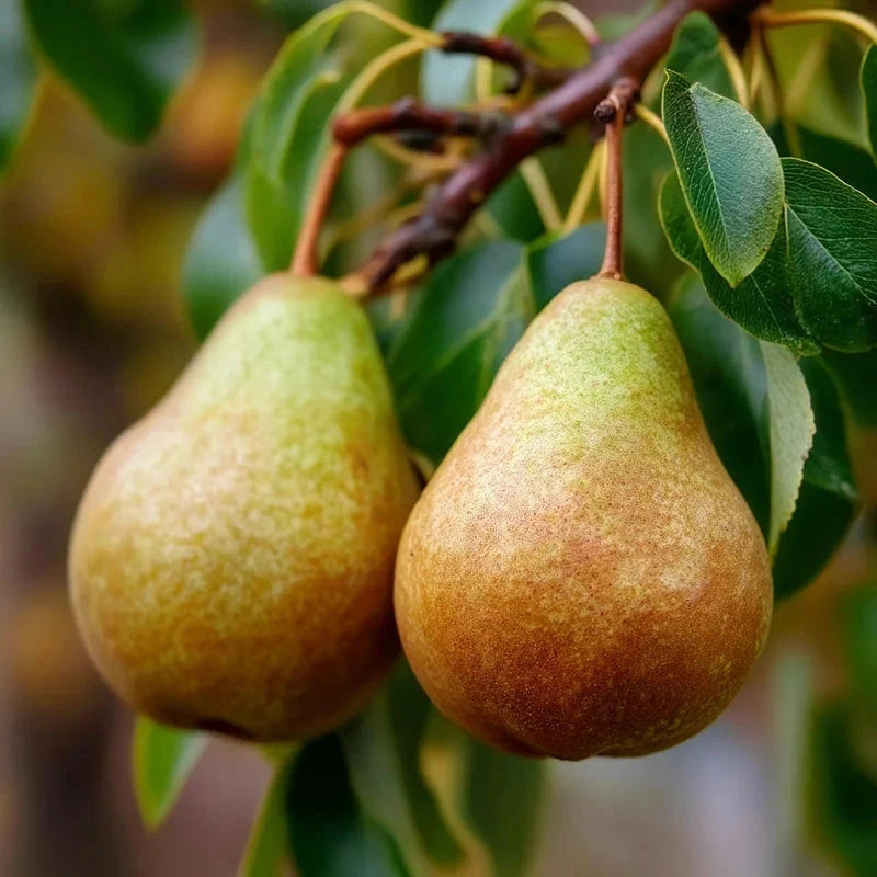 Poirier 'Delbard délice' - 1/2 tige - H.175/200cm - Pot de 15 litres - Image 3