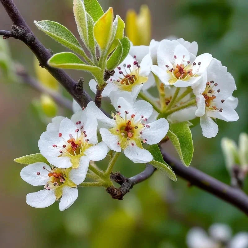Poirier 'Delbard délice' - 1/2 tige - H.175/200cm - Pot de 15 litres - Image 4