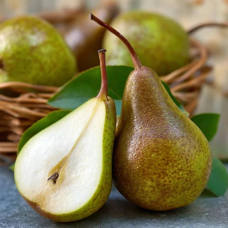 Poirier 'Delbard gourmande' - 1/2 tige - H.175/200cm - Pot de 15 litres - Image 1