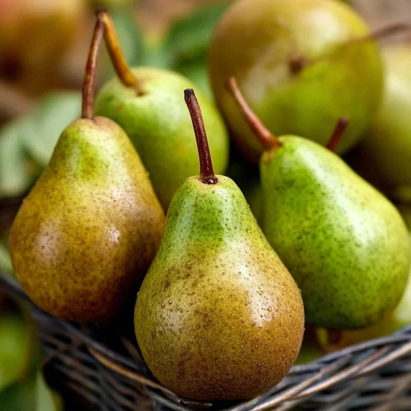 Poirier 'Delbard gourmande' - Gobelet - H.125/150 cm - Pot de 12 litres - Image 2