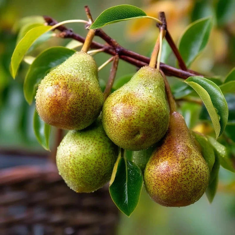 Poirier 'Delbard gourmande' - Gobelet - H.125/150 cm - Pot de 12 litres - Image 4