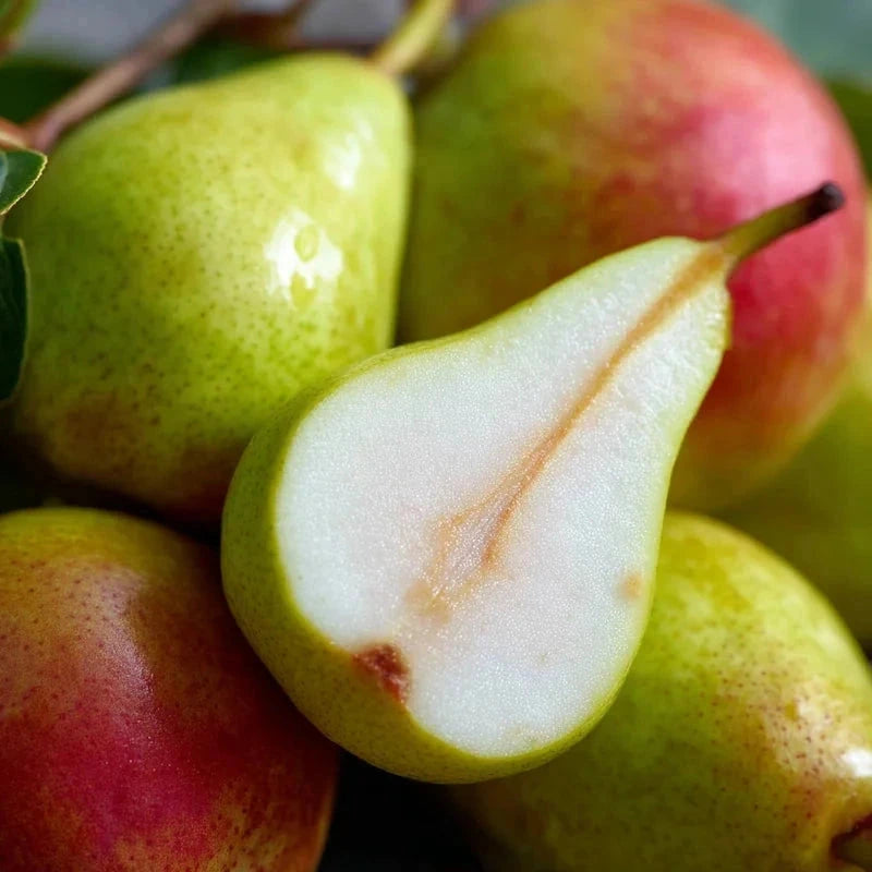 Poirier 'Doyenné du comice' - Gobelet - H.125/150cm - Pot de 12 litres