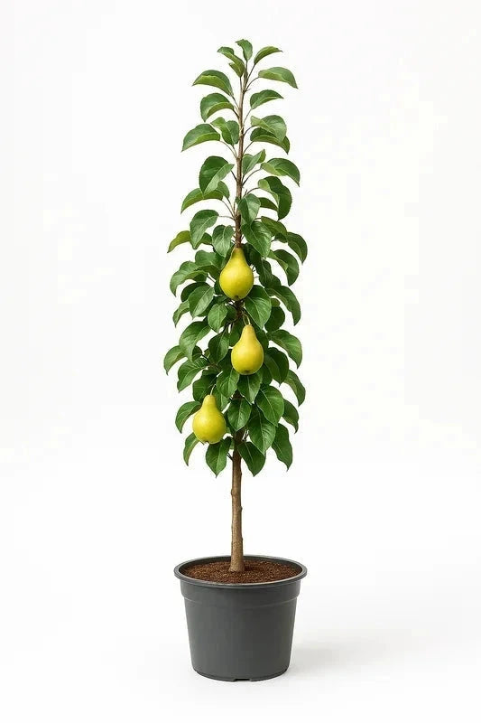 Poirier 'Londres' - Colonnaire - H.100/125cm - Pot de 7,5 litres