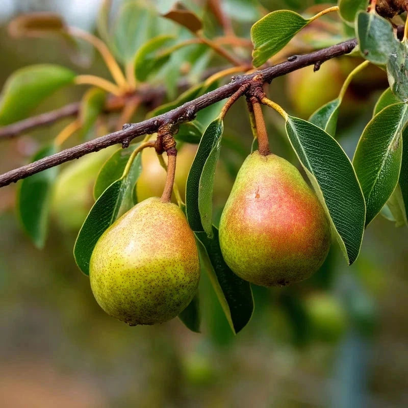 Poirier 'Louise bonne' - Gobelet - H.125/150cm - Pot de 12 litres - Image 5