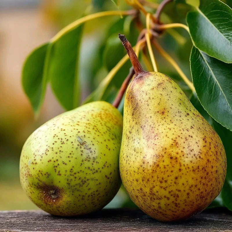 Poirier 'Sucrée de Montluçon' - 1/2 tige - H.175/200cm - Pot de 15 litres - Image 2