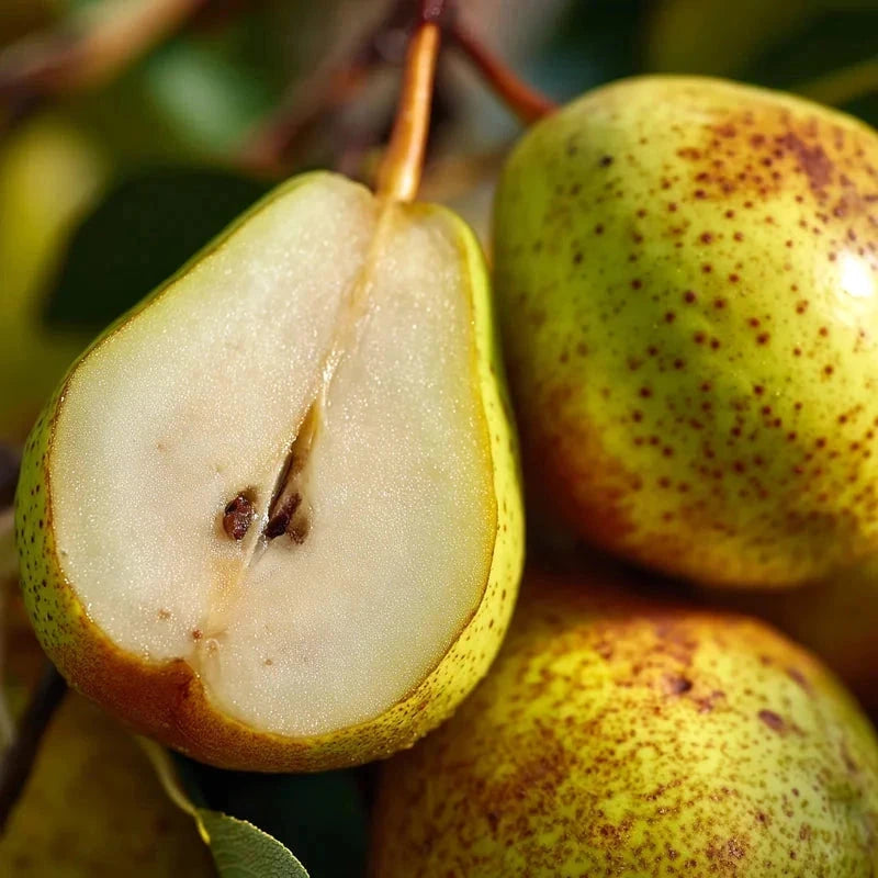 Poirier 'Sucrée de Montluçon' - Gobelet - H.125/150 cm - Pot de 12 litres