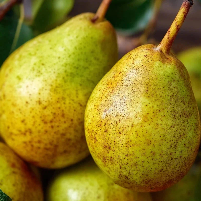 Poirier 'Sucrée de Montluçon' - Gobelet - H.125/150 cm - Pot de 12 litres - Image 4