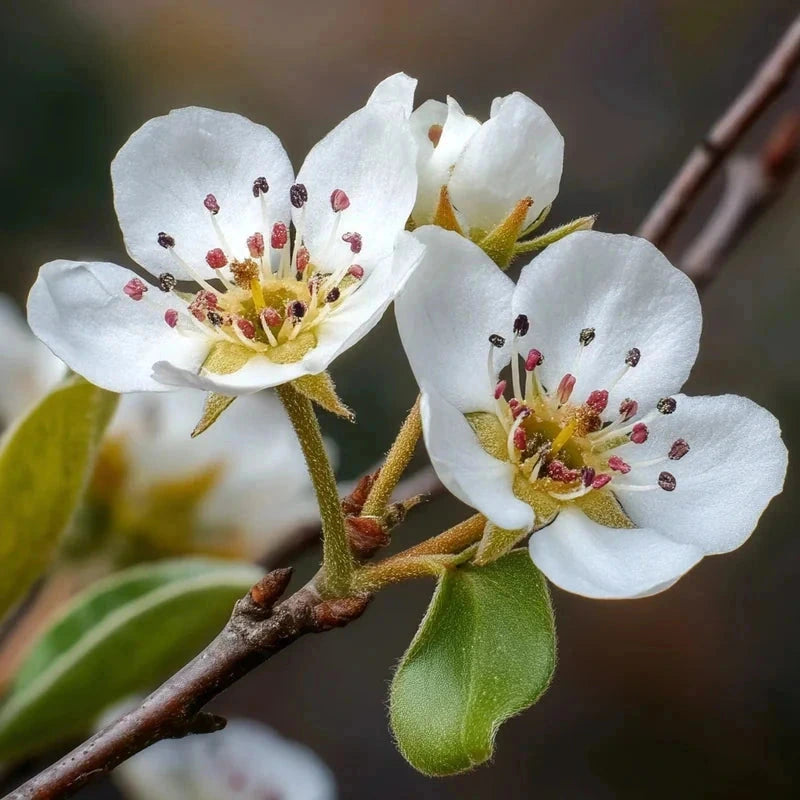 Poirier 'Sucrée de Montluçon' - Gobelet - H.125/150 cm - Pot de 12 litres - Image 6