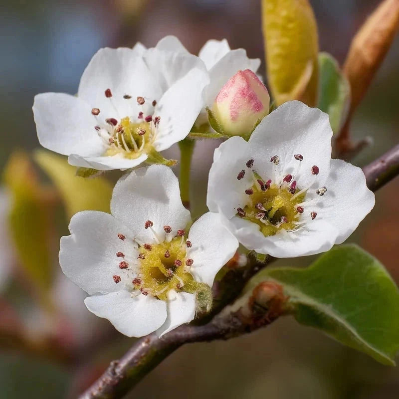Poirier 'Sucrée de Montluçon' - Gobelet - H.125/150 cm - Pot de 12 litres - Image 7