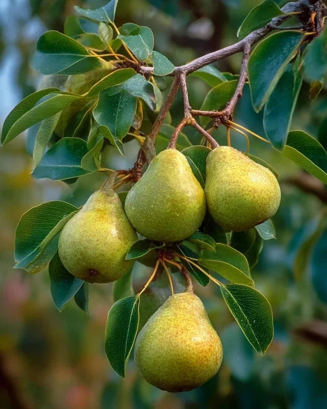 Poirier 'Super comice delbard' Label Rouge - H.125/150cm - Gobelet - Pot de 12 litres - Image 1