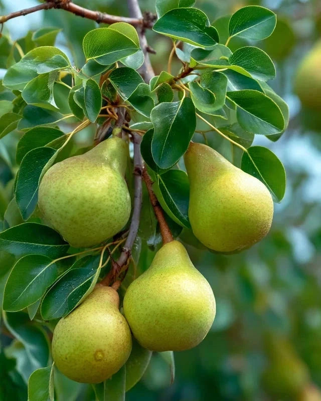 Poirier 'Super comice delbard' Label Rouge - H.125/150cm - Gobelet - Pot de 12 litres - Image 2