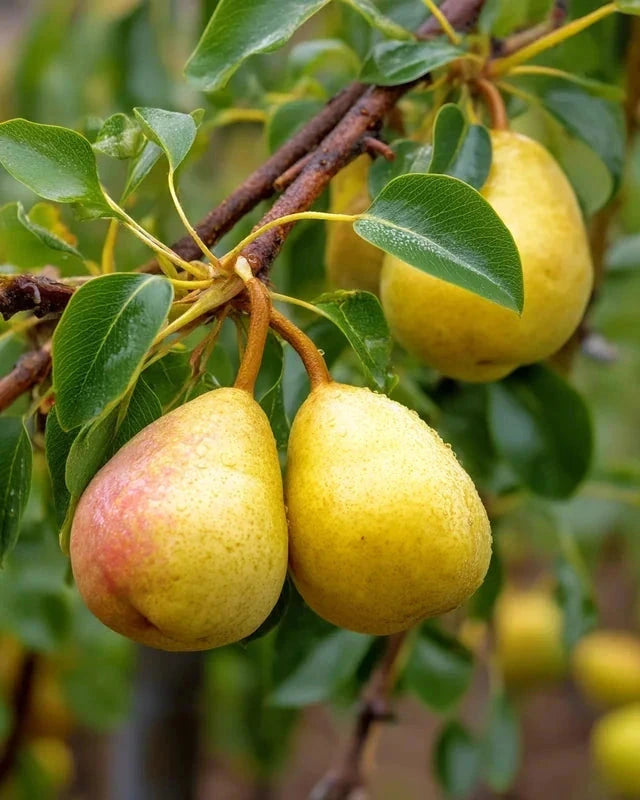 Poirier bio 'Delbard Délice' - Gobelet - H.125/150cm - Pot de 12 litres - Image 1