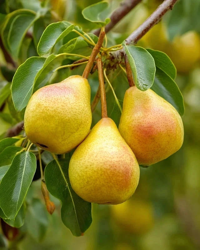 Poirier bio 'Delbard Délice' - Gobelet - H.125/150cm - Pot de 12 litres - Image 2