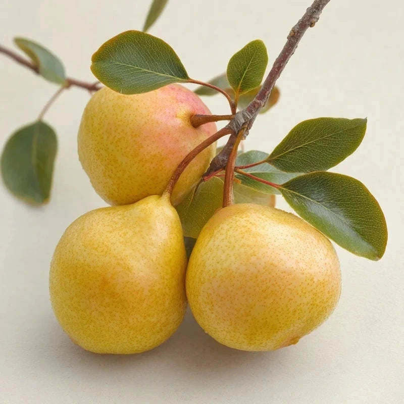 Poirier bio 'Delbard Délice' - Gobelet - H.125/150cm - Pot de 12 litres - Image 3