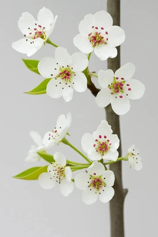 Poirier d'ornement 'Chanticleer' - H.175/200cm - Pot de 15 litres - Image 3