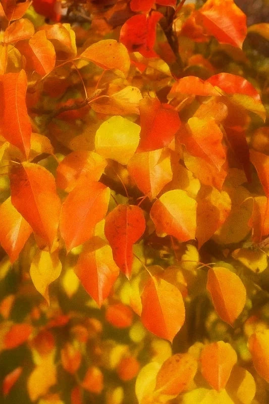 Poirier d'ornement 'Chanticleer' - H.175/200cm - Pot de 15 litres - Image 4