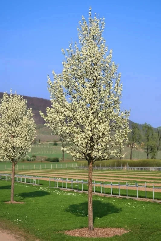 Poirier d'ornement 'Chanticleer' - Tige 6/8cm - H.250/300cm - Racines nues