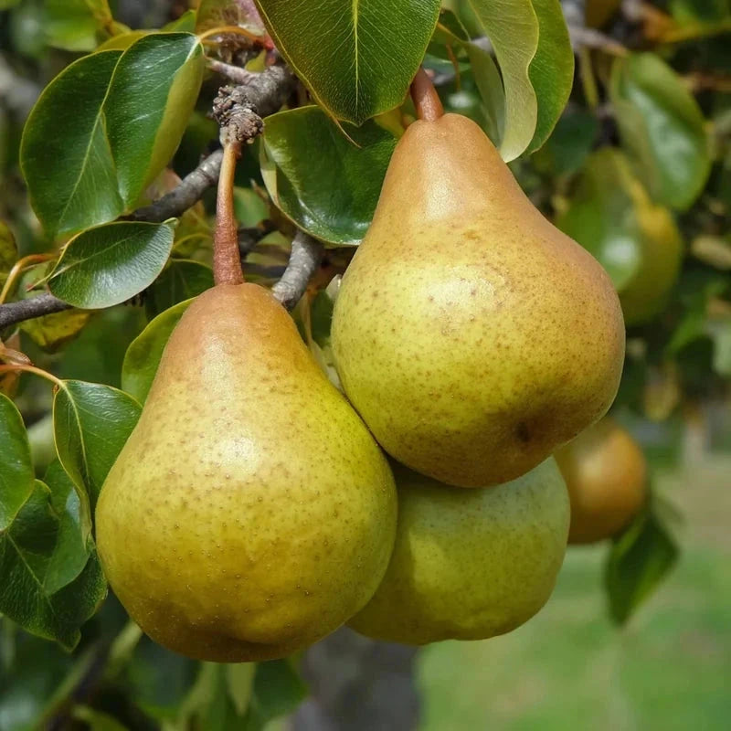 Poirier nain 'Belle Hélène' - H.60/80cm - Pot de 7,5 litres - Image 1