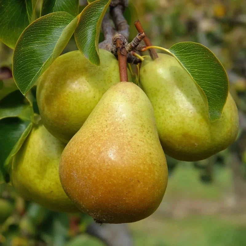 Poirier nain 'Belle Hélène' - H.60/80cm - Pot de 7,5 litres - Image 2