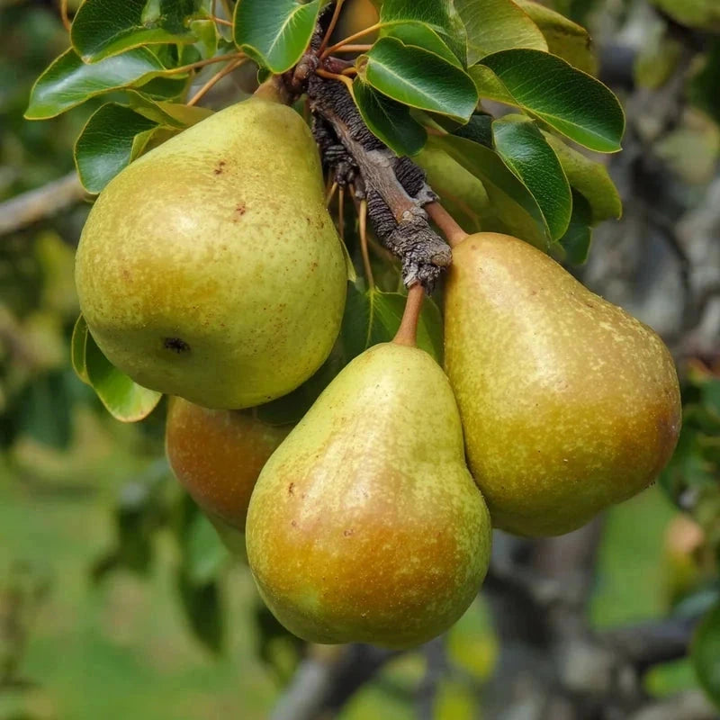 Poirier nain 'Belle Hélène' - H.60/80cm - Pot de 7,5 litres - Image 3