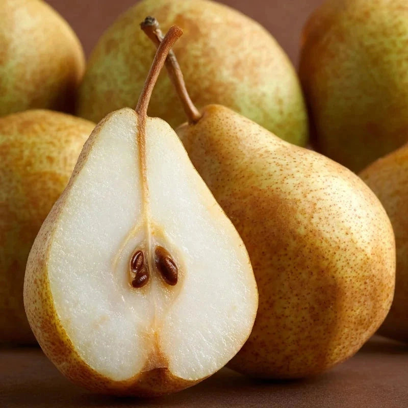 Poirier nain 'Delbard d'automne' - 1/4 tige - H.60/80cm - Pot de 10 litres