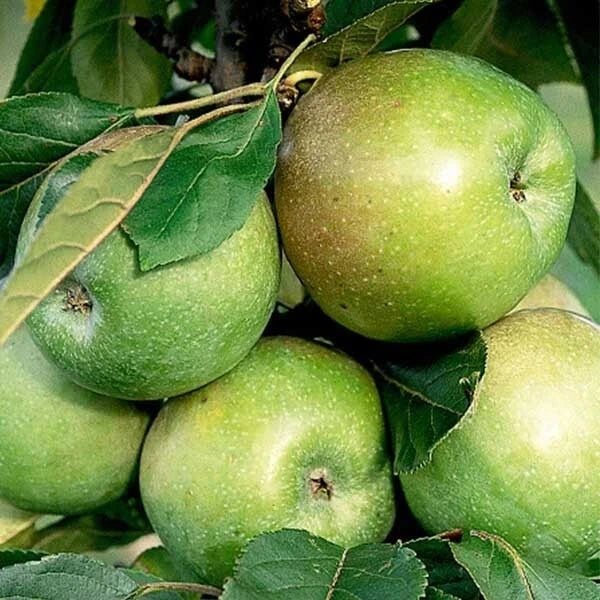 Pommier 'Amboise' - Colonnaire - H.100/125cm - Pot de 7,5 litres - Image 1