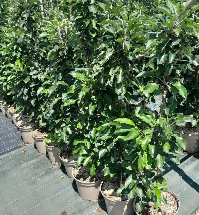 Pommier 'Amboise' - Colonnaire - H.100/125cm - Pot de 7,5 litres - Image 2