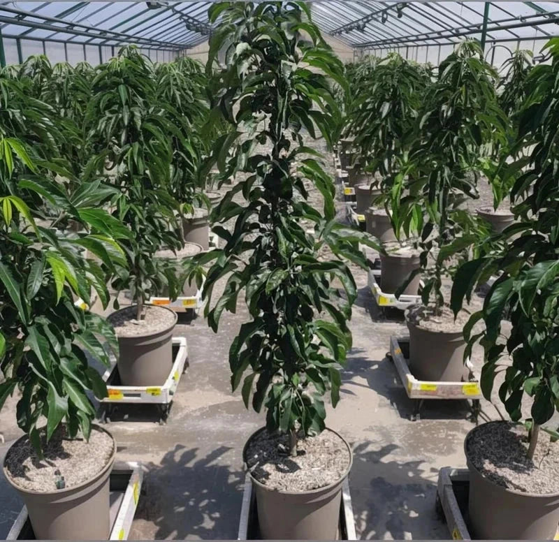 Pommier 'Azay le rideau' - Colonnaire - H.100/125cm - Pot de 7,5 litres - Image 4