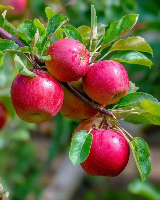 Pommier 'Chenonceau' - Colonnaire - H.100/125cm - Pot de 7,5 litres