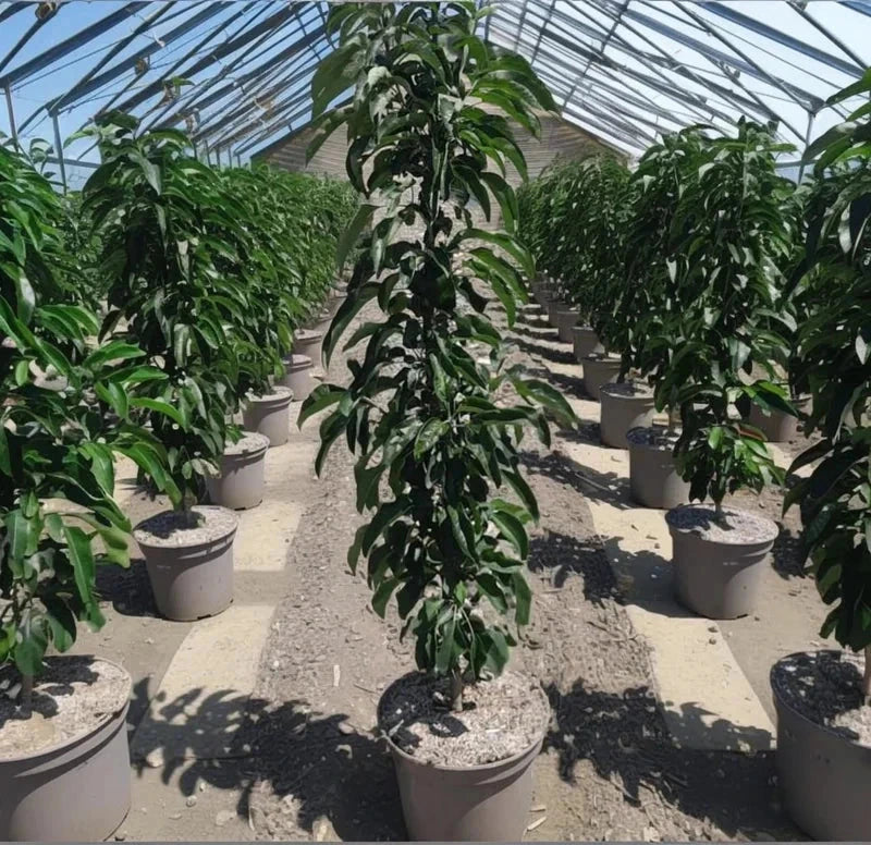 Pommier 'Cheverny' - Colonnaire - H.100/125cm - Pot de 7,5 litres - Image 4