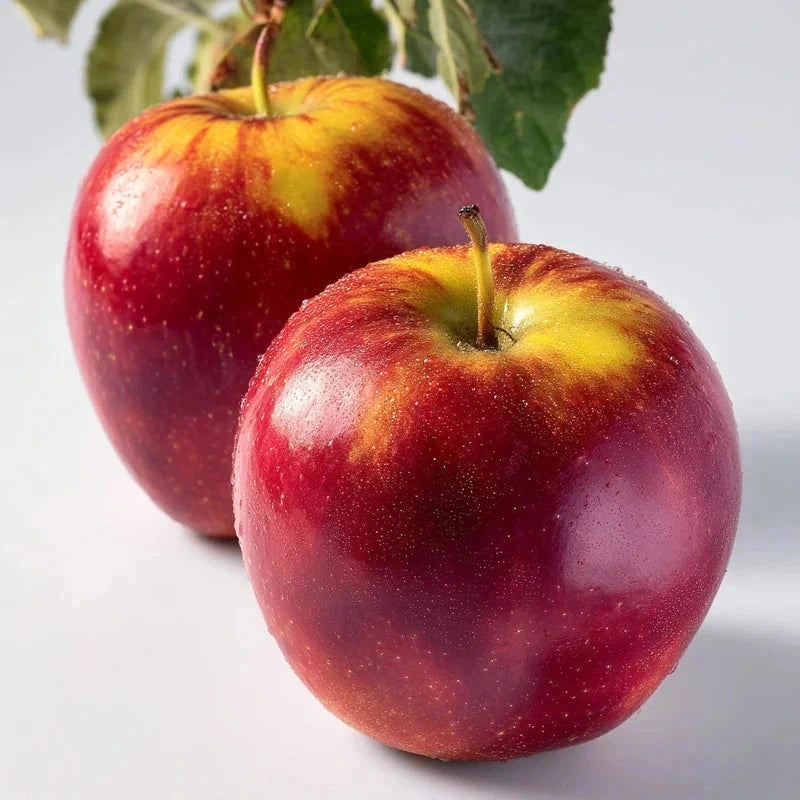 Pommier 'Chinon' - Colonnaire - H.100/125cm - Pot de 7,5 litres