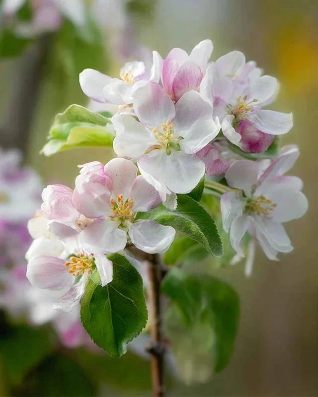 Pommier 'Delbard estivale' - Double U - H.125/150cm - Pot de 20 litres - Image 2