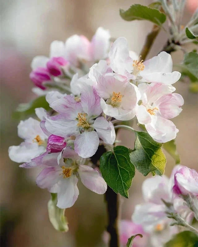 Pommier 'Delbard estivale' - Double U - H.125/150cm - Pot de 20 litres - Image 4