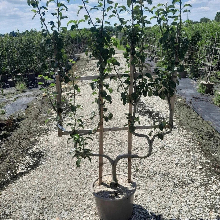 Pommier 'Delbardivine' - H.125/150cm - Double U - Pot de 20 litres - Image 3