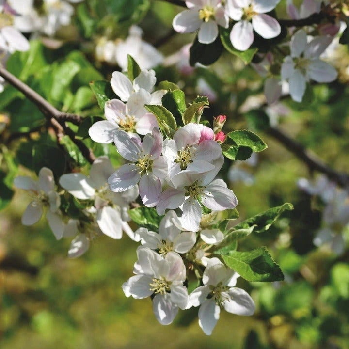 Pommier 'Delbardivine' - H.125/150cm - Double U - Pot de 20 litres - Image 4