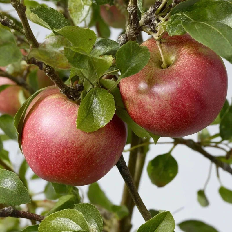 Pommier 'Festival rouge' - Double U - H.125/150cm - Pot de 20 litres - Image 1