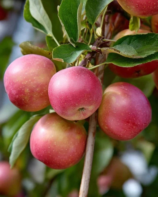 Pommier 'Festival' rouge bio - Gobelet - H.125/150cm - Pot de 12 litres