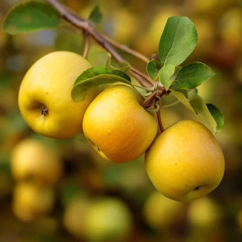 Pommier 'Golden delicious' - 1/2 tige - H.175/200cm - Pot de 15 litres - Image 2