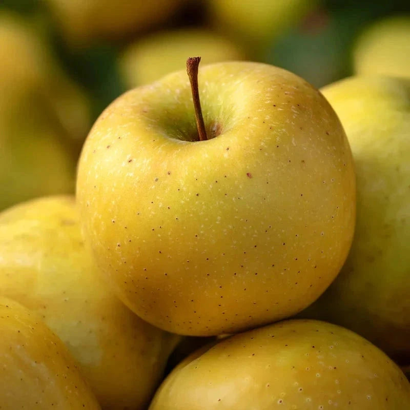 Pommier 'Golden delicious' - 1/2 tige - H.175/200cm - Pot de 15 litres - Image 3